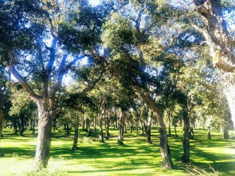 Forêt De Temara - photo 2